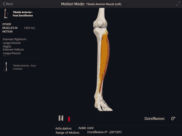 a computer screen shows a tibialis anterior muscle in motion