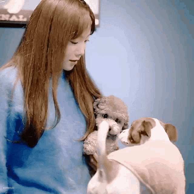 a woman in a blue sweater is holding a poodle and a dog .