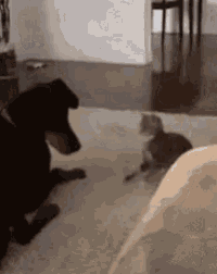a dog and a kitten are playing on a rug in a living room .