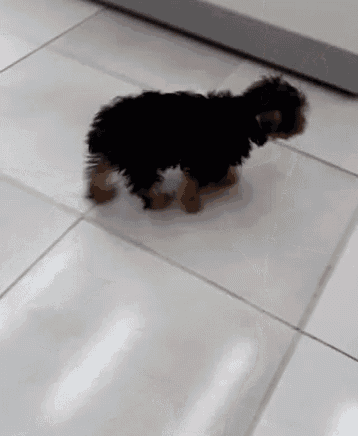 a small black and brown dog is walking on a tiled floor .