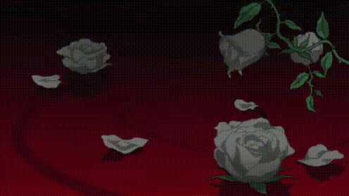 a bunch of white roses are laying on a red background