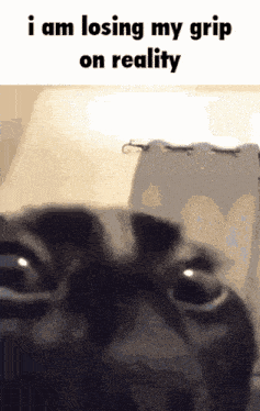 Insane Cat Meme GIF - Insane Cat Cat Meme GIFs