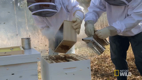 Bees Insect GIF - Bees Insect Shake It Out GIFs