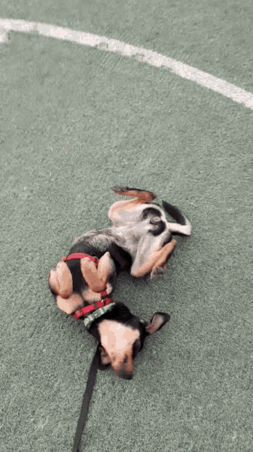 a dog is laying on its back on a grassy field