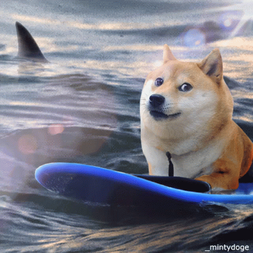 Mintydoge Surfing GIF - Mintydoge Surfing Doge GIFs