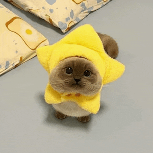 a cat wearing a yellow hat and scarf is standing on a bed .