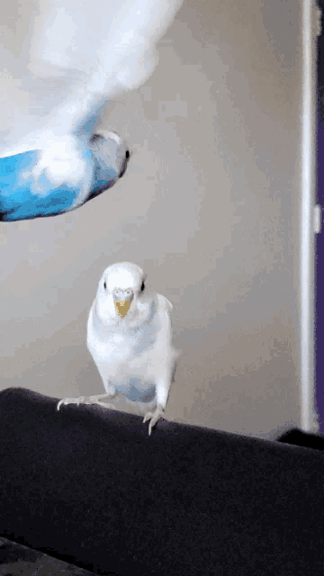 a blue and white bird is flying towards a white bird on a couch