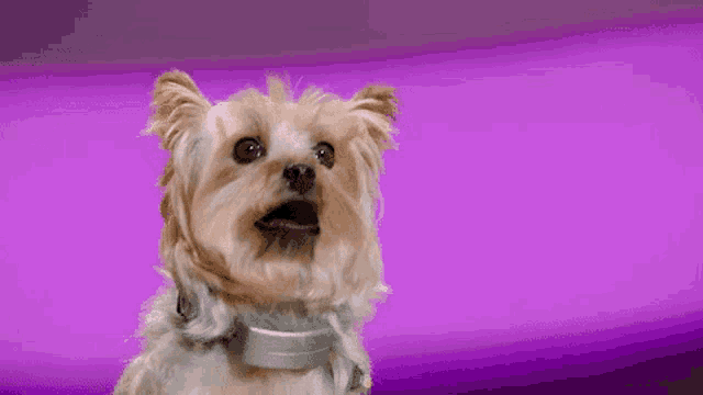a small dog wearing a silver collar is sitting on a purple background .