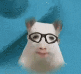 a close up of a hamster wearing glasses and making a funny face .