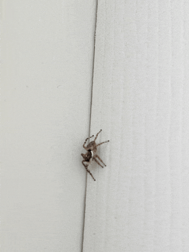 a small spider sitting on a white wall