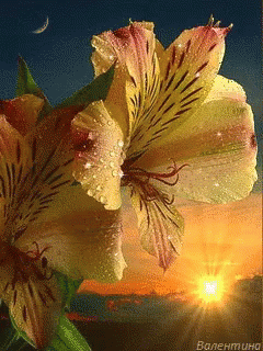 Yellow Flower GIF - Yellow Flower Sun GIFs
