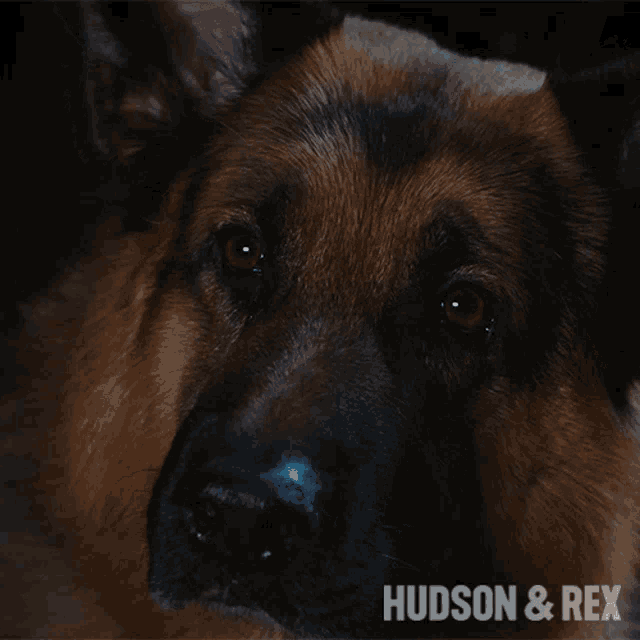 Glaring Rex GIF - Glaring Rex Diesel Vom Burgimwald GIFs
