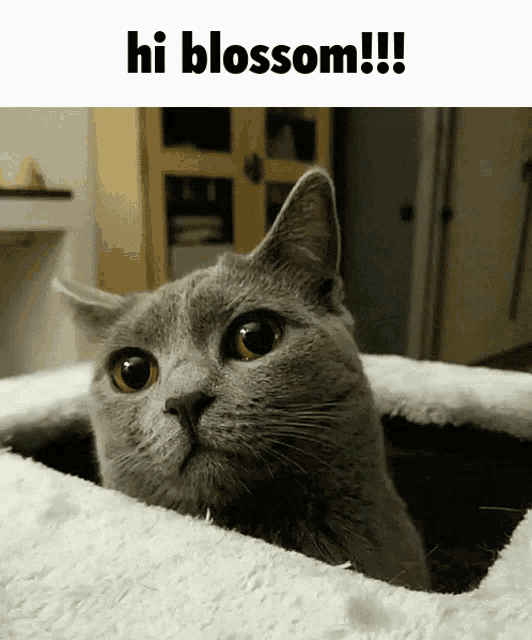 a cat looking out of a hole with the words hi blossom !!! above it