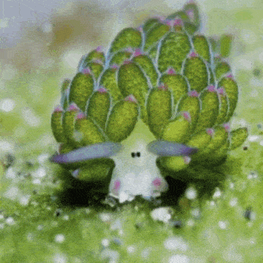 leaf-sheep-pokemon.gif