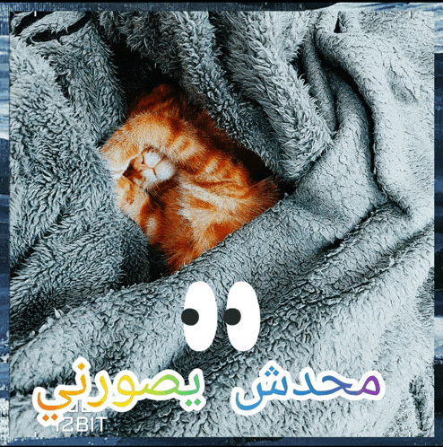 a picture of a cat wrapped in a blanket with arabic writing on it