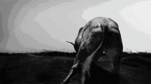 a black and white photo of a bull standing in the dirt .