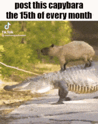 a capybara is standing on top of an alligator