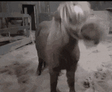a black and white photo of a horse standing in a stable with its mouth open .