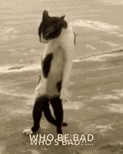a cat is standing on its hind legs on a beach and says `` who be bad who 's bad '' .