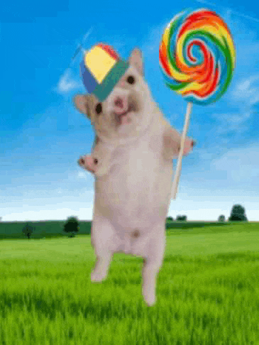 a hamster wearing a hat and holding a colorful lollipop .
