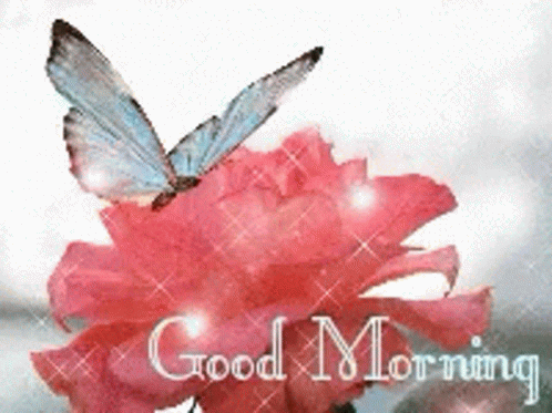 Good Morning Butterfly GIF - Good Morning Butterfly GIFs