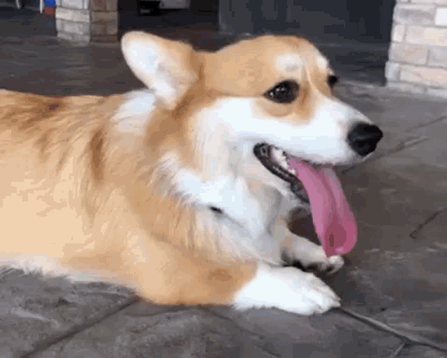 a corgi dog is laying down on the ground with its tongue out .