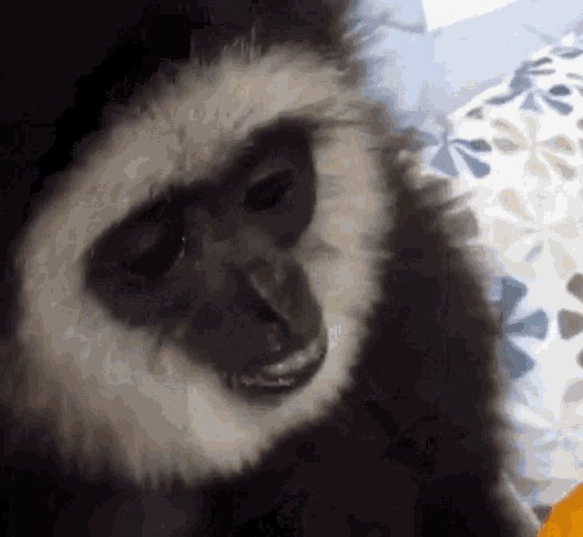 a black and white monkey is sitting on a bed