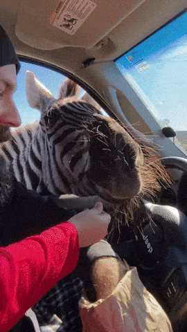 a person feeding a zebra in a jeep car