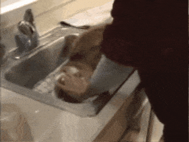 a person is washing a dog 's head in a kitchen sink