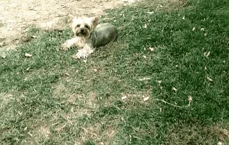 a small dog is laying in the grass with a blurred background