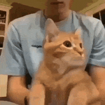 a person is holding a cat in their arms and the cat is looking at the camera .