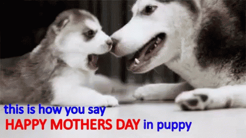 Happy Mothers Day How Do You Say GIF - Happy Mothers Day How Do You Say Puppy GIFs