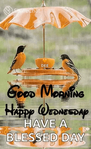 Good Morning Happy Wednesday GIF - Good Morning Happy Wednesday Bird GIFs