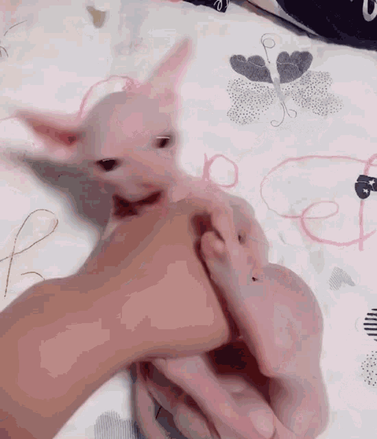 a person is petting a hairless cat on a bed .