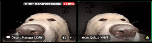 a screen shot of a dog with a discord manager icon