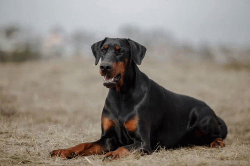 Doberman GIF - Doberman GIFs