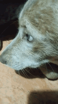 a close up of a cat 's face with its eyes closed