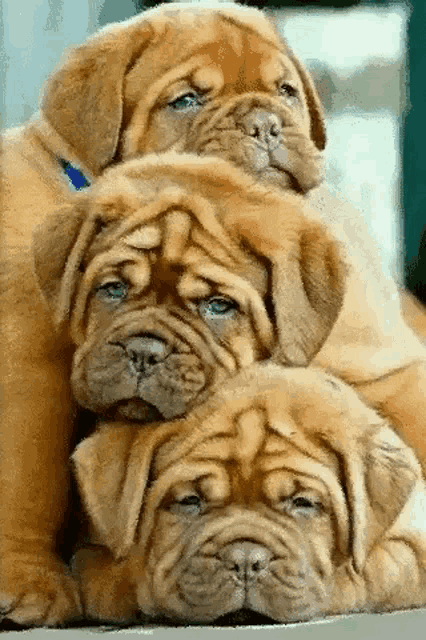 three puppies are stacked on top of each other and looking at the camera