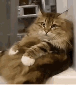 Cats Cute Animals GIF - Cats Cute Animals Happy Pets GIFs