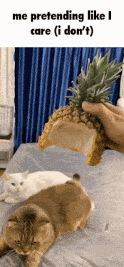 two cats are laying on a bed while a person holds a pineapple on top of a slice of bread