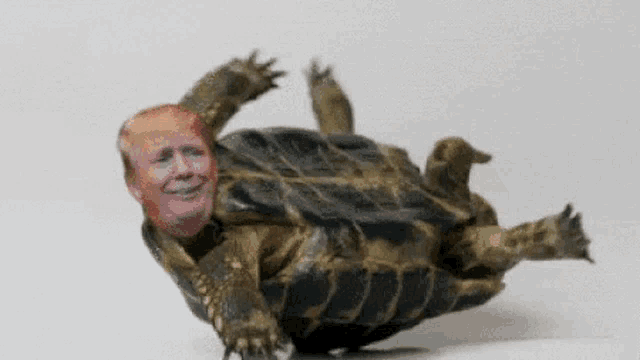 a turtle with donald trump 's face on it 's back