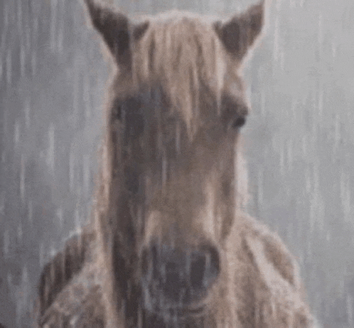 a horse is standing in the rain in the rain .