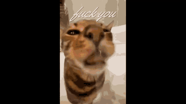 a close up of a cat 's face with the words fuck you above it