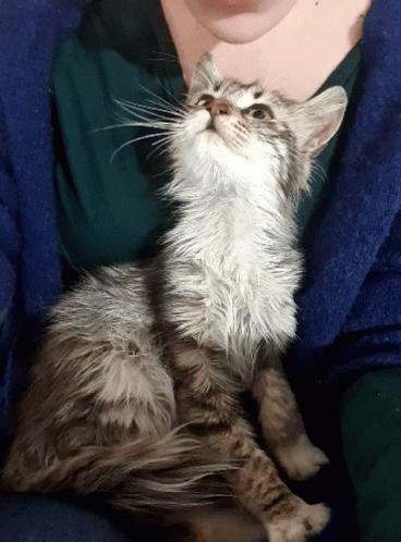 Cat Kiss GIF - Cat Kiss Kitten GIFs