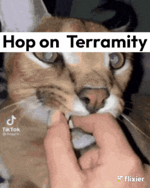 a close up of a cat being held by a person with the caption hop on terramity