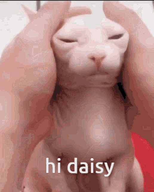 Daisy Daisycord GIF - Daisy Daisycord Bingus GIFs