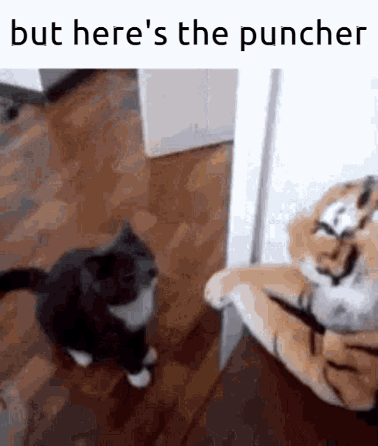 But Heres The Puncher Cat GIF - But Heres The Puncher Cat Stuffed Animal GIFs