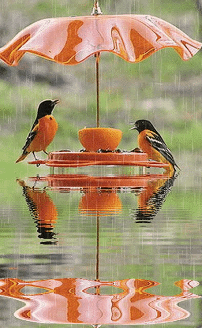 two birds are sitting on a bird feeder under an umbrella in the rain