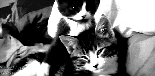Adorbs GIF - Cuddle Love Cats GIFs