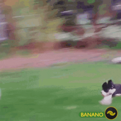 a black and white dog is playing with a banana in a circle
